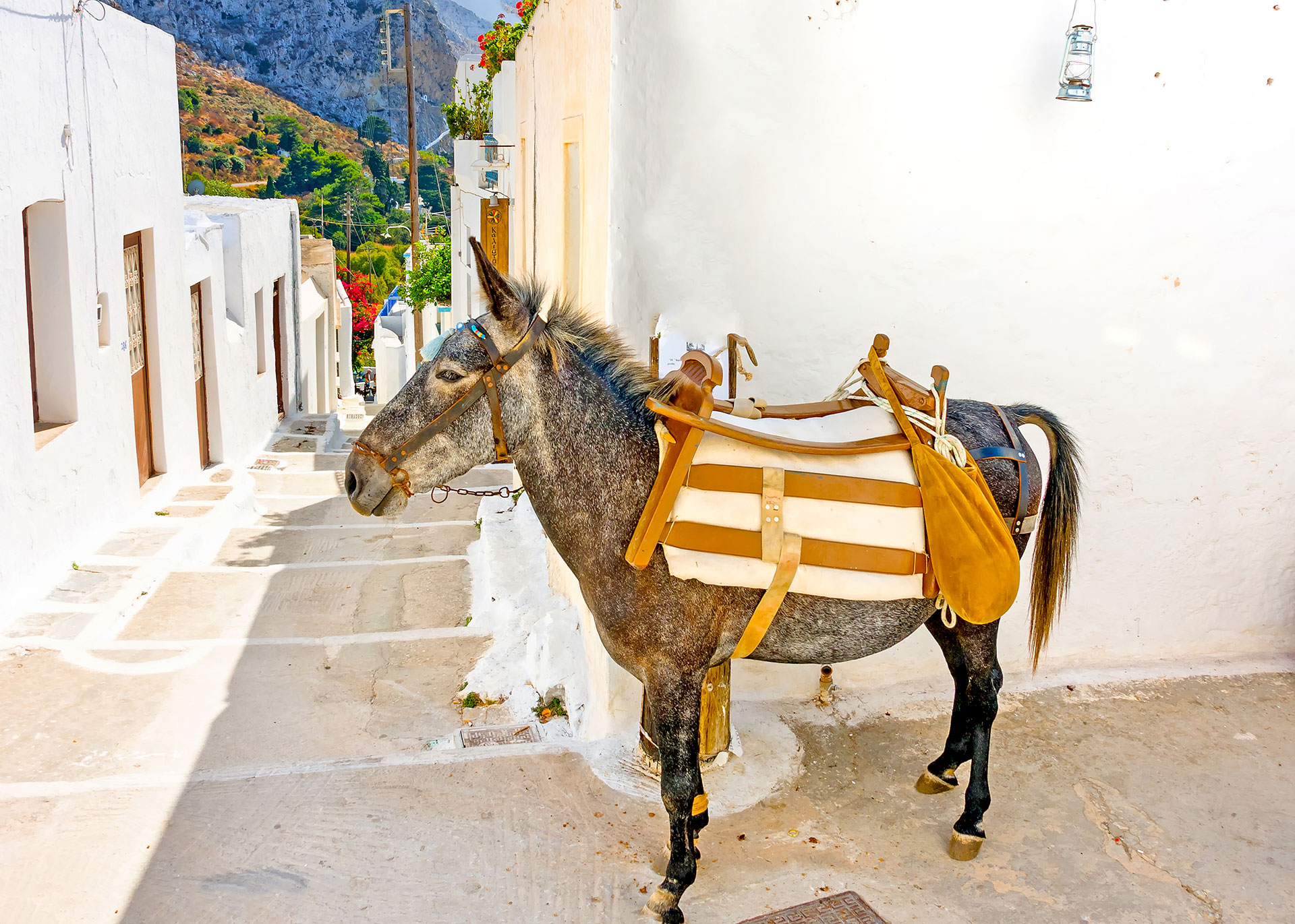 Cretan Guides Santorini 4